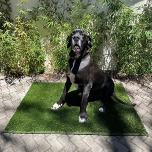 Alfombra Tapete Pasto Sintético Artificial Si-Karai 60x90cm